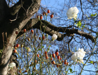 Tree white flowers red berries - red berry free wallpaper