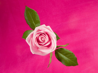 Pink rose green leaves background - single free wallpaper for desktop