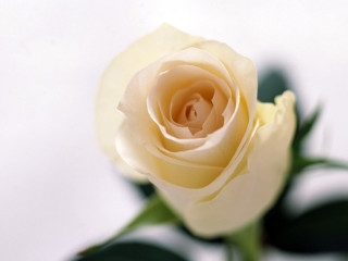 White rose green leaves shadow 2 - single free wallpaper