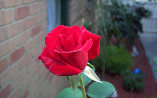 Red rose blooming brick wall 2 - rose free wallpaper for desktop