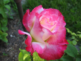 Pink rose garden metal fence 2 - green leaf and grass free wallpaper