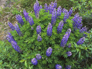 Blue flower garden green leaves 2 - green leaf and grass free wallpaper for desktop