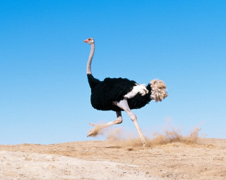 Ostrich running sand head up 2 - its head in free wallpaper