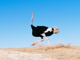 Ostrich running sand head up 3 - its head in free wallpaper