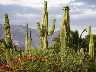 Cactus group mountains background large - the background in the distance free wallpaper