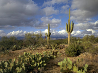 Large cactus garden blue sky - the foreground free wallpaper