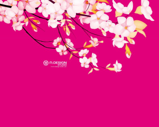 Pink background white flowers black - a black frame free wallpaper
