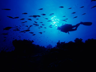 Scuba diver school fish ocean - a scuba diver free wallpaper