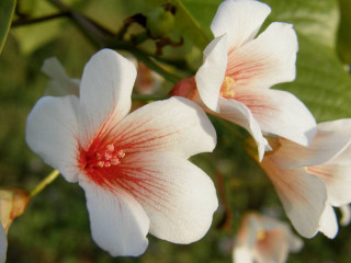 White flowers red centers bokeh - two white flower free wallpaper