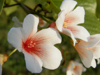 White flowers red centers macro 2 - two white flower free wallpaper
