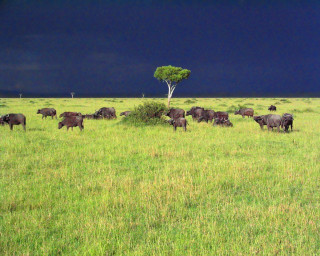 Cattle grazing green field dark - amédée ozenfant free wallpaper