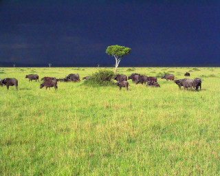 Cattle grazing green field dark 2 - amédée ozenfant free wallpaper