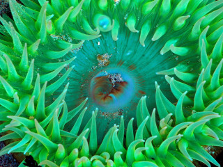 Underwater green sea anemone water - the center free wallpaper