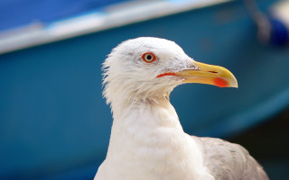 Bird closeup boat background blue - upper body free wallpaper for desktop