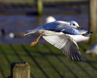 Seagull flying wooden fence birds 3 - a seagull free wallpaper