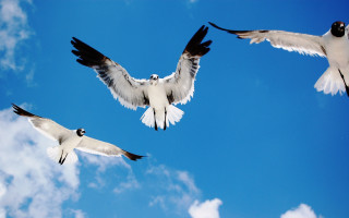 Three birds flying blue sky 2 - daphne mcclure free wallpaper