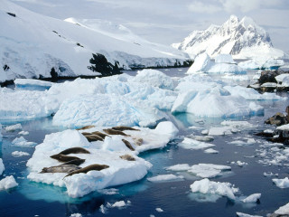Sea lions ice floes water 4 - the water near a mountain range free wallpaper