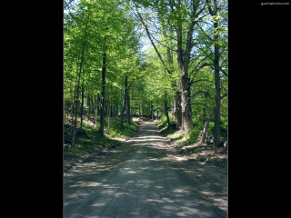 Forest road trees sign nature - a road in the middle of a forest free wallpaper