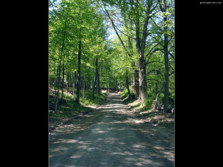 Forest road trees sign middle 2 - a road in the middle of a forest free wallpaper