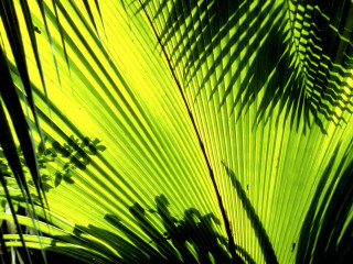 Green leaf sunlight plant shadow 4 - the sunlight free wallpaper