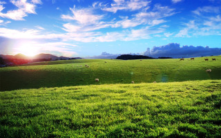 Grassy field sheep grazing sunshine - a grassy field free wallpaper