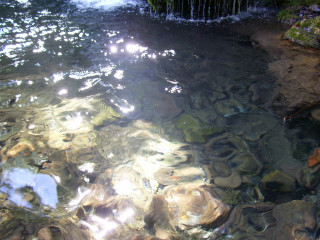 Stream rocks plants sun reflection - rock free wallpaper