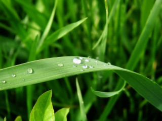 Green leaf water droplets blurry 2 - a green leaf free wallpaper