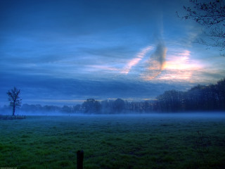 Field tree sky clouds fog - mist free wallpaper for desktop
