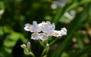 Daisy flower blurry background bokeh - a blurry background of grass free wallpaper for desktop