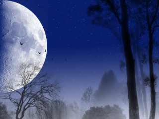 Full moon forest trees birds - a few star free wallpaper