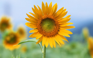 Sunflower blue sky green grass 2 - green grass free wallpaper for desktop