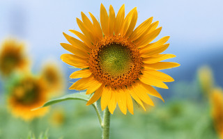 Sunflower blue sky green grass 3 - green grass free wallpaper for desktop