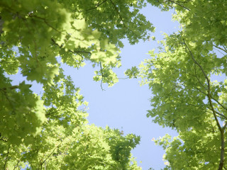 Sky trees view below leaves - a view of the sky free wallpaper