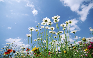Wildflowers field blue sky clouds 3 - flower free wallpaper for desktop