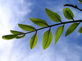 Green leaf branch blue sky - thin free wallpaper