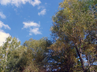 Blue sky clouds trees foreground 18 - cloud and trees free wallpaper