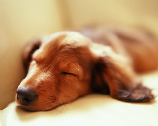 Dog sleeping couch eyes closed - tranquil free wallpaper