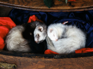 Ferrets curled up wooden box - brian and wendy froud free wallpaper