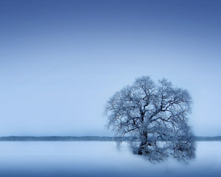 Lone tree frozen lake blue 2 - lake free wallpaper