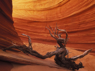 Dead tree desert rock formation 5 - environment free wallpaper