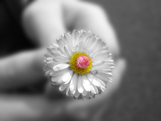 Person holding flower blurry background 2 - a pink center free wallpaper