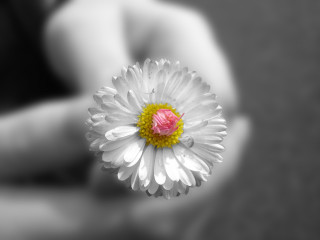 Person holding flower blurry background 4 - a pink center free wallpaper