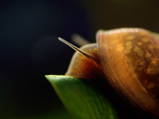 Snail leaf long tail nose 2 - a snail free wallpaper