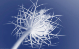 White dandelion blue macro night - a dandelion free wallpaper