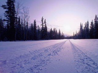 Snow covered field trail trees - field free wallpaper for desktop