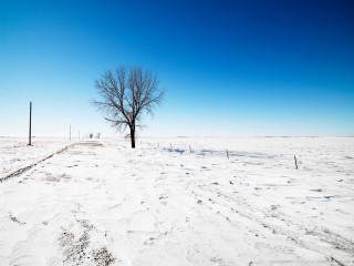 Lone tree snowy field fence 3 - arlington nelson lindenmuth free wallpaper