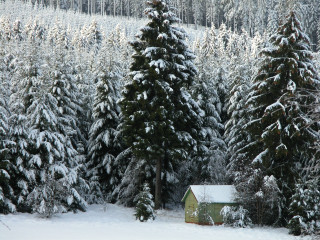 Cabin snowy forest trees background - the background and a snow free wallpaper