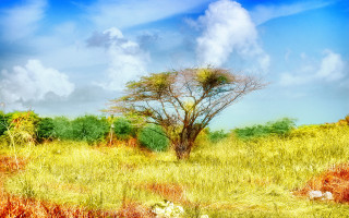 Tree field sky background clouds 2 - impressionist painting free wallpaper for desktop