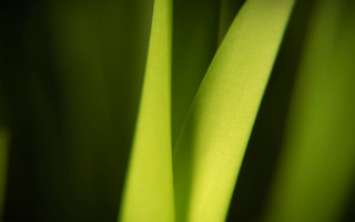 Green plant long stems black 2 - a green plant free wallpaper for desktop