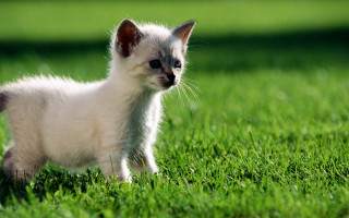 Small white kitten walking lush - a lush green field of grass free wallpaper